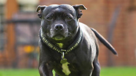 A-Staffordshire-bull-terrier-960x540.png