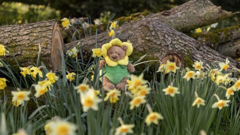 Bartholomew-Bear-Daffodil-Outfit.-Photo-by-James-Drury.jpg
