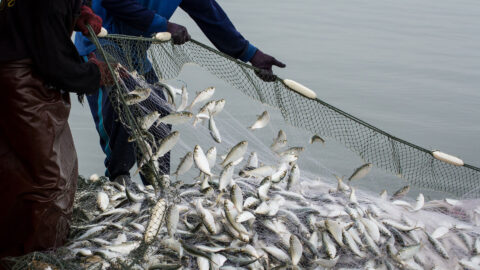 On the fisherman boat,Catching many fish