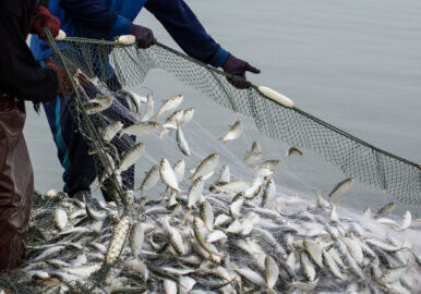 On the fisherman boat,Catching many fish