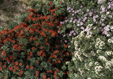 Blooms-in-Ray-Wood.-Photo-by-Nick-Howard-1-1.jpg
