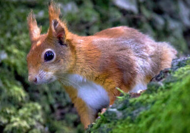David-Attenborough-the-Red-Squirrel.-Photo-by-Marion-Hayhurst-1.jpg