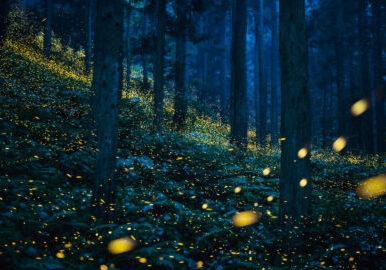 Kazuaki-Koseki-Golden-forest2020-1.jpg